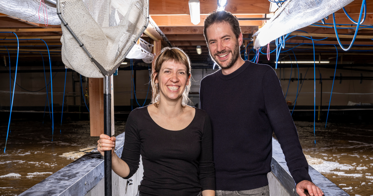 spécialisée dans les crevettes «écolos», la start-up Lisaqua a levé 9 millions d’euros pour se développer