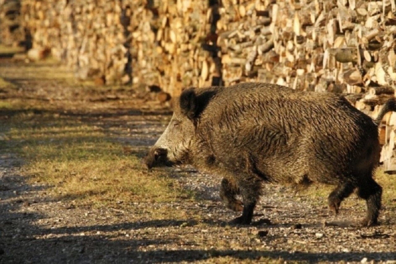 un sanglier provoque un accident entre Rennes et Saint-Malo