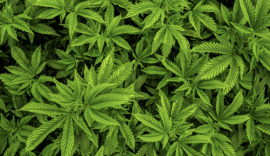 une simple odeur mène à une lourde saisie de cannabis