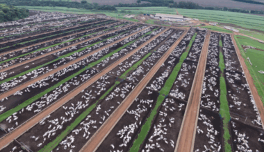 Accord UE-Mercosur : La FDSEA de la Corrèze tire la sonnette d’alarme pour l’élevage bovin français | Agriculture Massif central