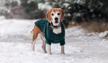 "Attention au sel de déneigement" : pourquoi rincer les pattes de votre chien après chaque sortie peut éviter un drame