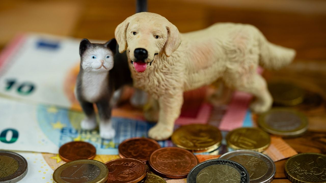 animaux de compagnie