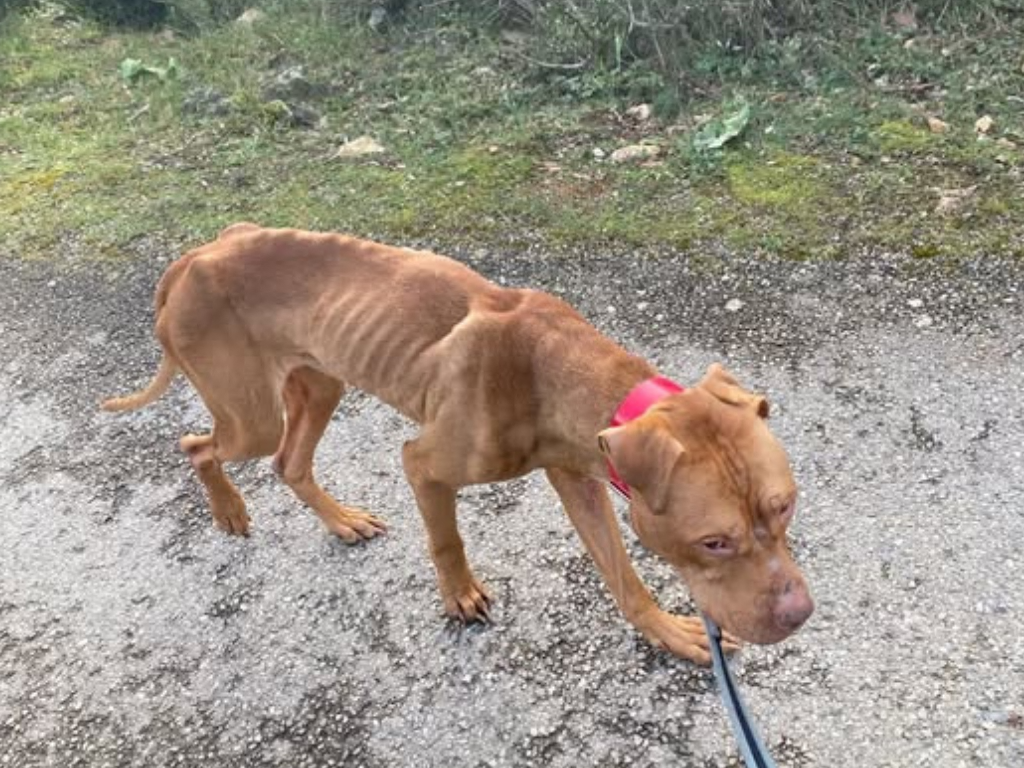 Nice. Deux chiens retrouvés dans des conditions abominables : "J'attends une condamnation exemplaire"