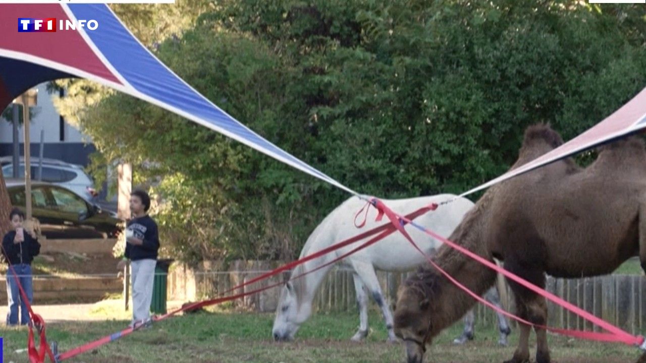 Faut-il interdire dès maintenant les animaux dans les cirques ? La question divise à Marseille