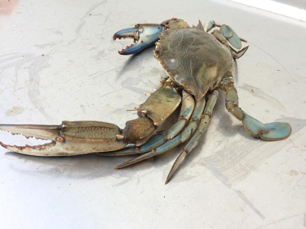 Var. La prolifération du crabe bleu sous surveillance