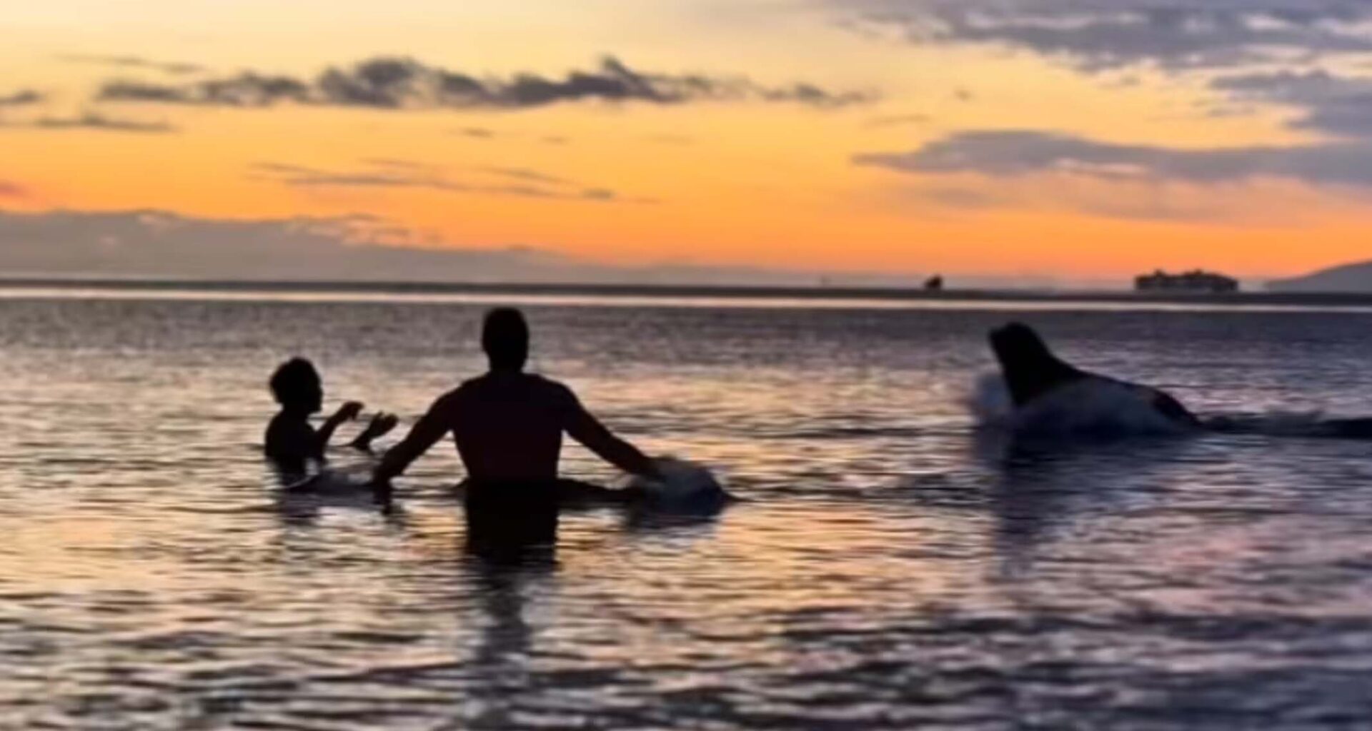 «J'ai eu peur»: un lion de mer interrompt une baignade glaciale