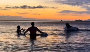 «J'ai eu peur»: un lion de mer interrompt une baignade glaciale