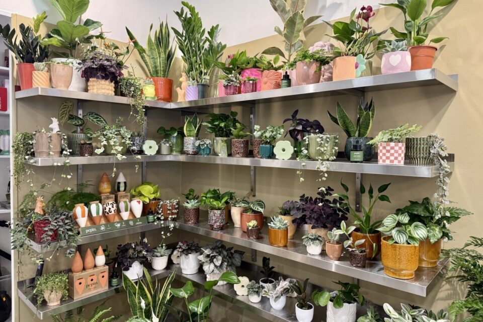 dubouquet fleuriste fleurs plantes bouquets boutique lille