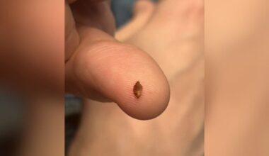 la Cinémathèque de Paris ferme ses salles de cinéma jusqu'à l'année prochaine