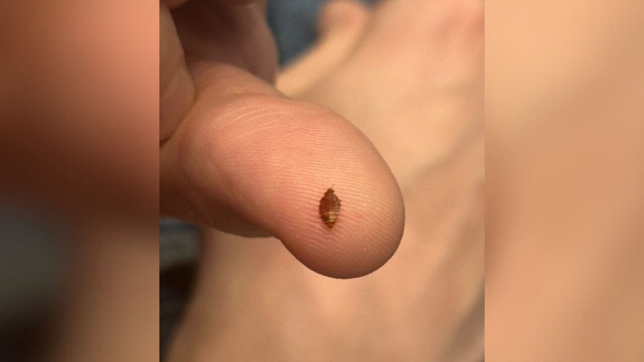 un cinéma de Paris touché par des punaises de lit révolte des spectateurs