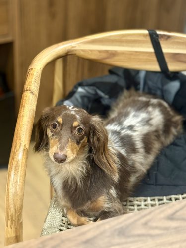 Dog Society boutique chien strasbourgIMG_9198 2