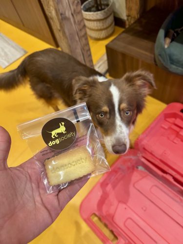 Dog Society boutique chien strasbourgIMG_9200 2