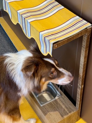 Dog Society boutique chien strasbourgIMG_9244