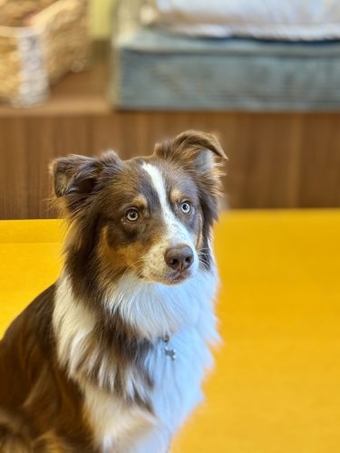 Dog Society boutique chien strasbourgIMG_9265 2