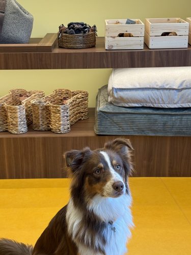 Dog Society boutique chien strasbourgIMG_9268