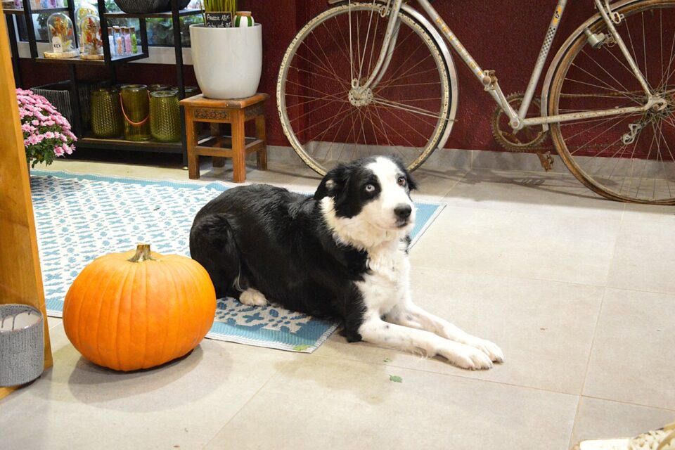 Dolly accueille les clients du Studio de Kex.