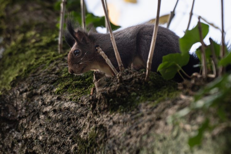 écureuil bruche dilagne nature en ville