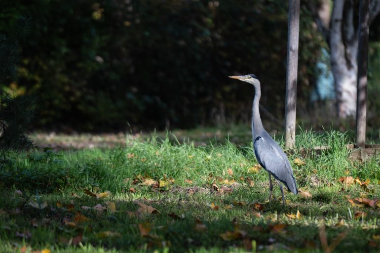 héron bruche dilagne nature en ville