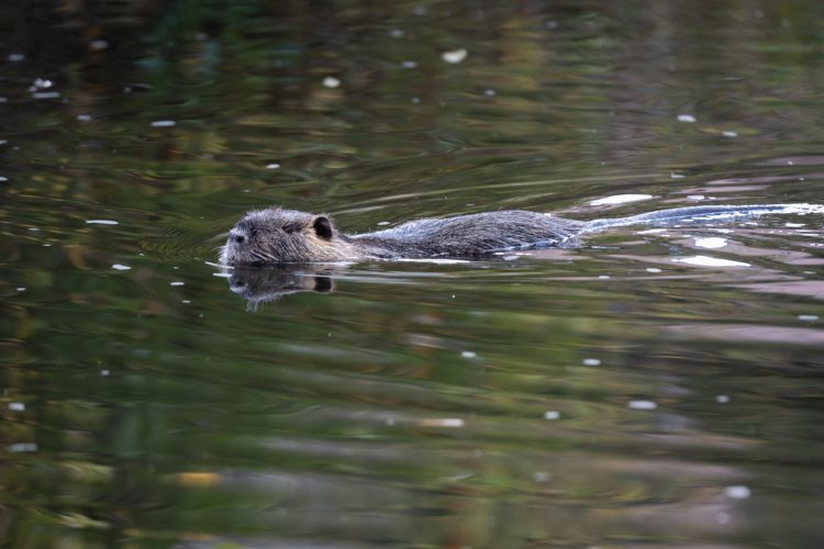 ragondin bruche dilagne nature en ville