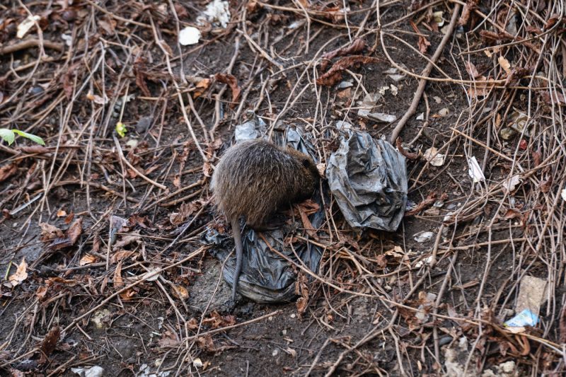 ragondin bruche dilagne nature en ville