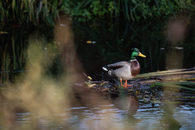 canard bruche dilagne nature en ville