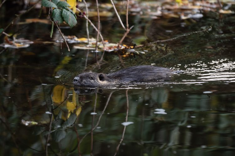 ragondin bruche dilagne nature en ville