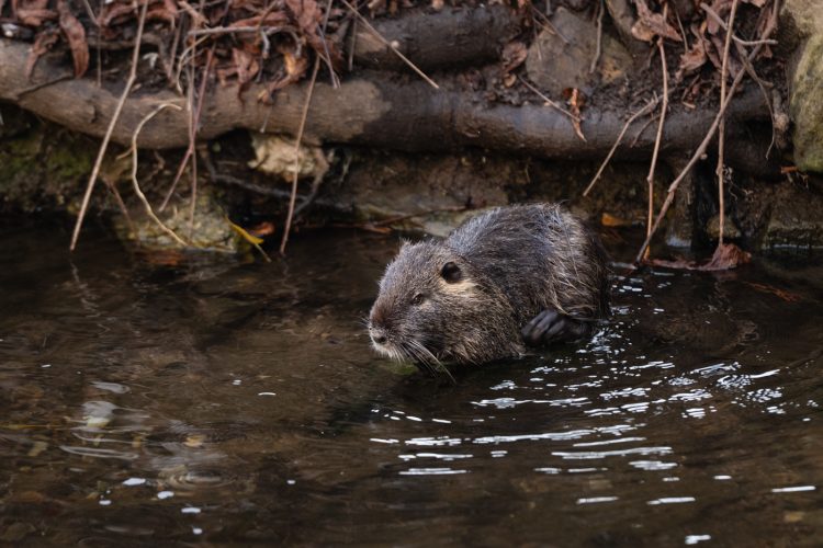 ragondin bruche dilagne nature en ville