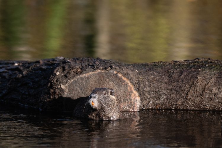 ragondin bruche dilagne nature en ville