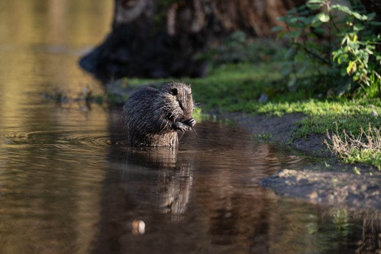 ragondin bruche dilagne nature en ville