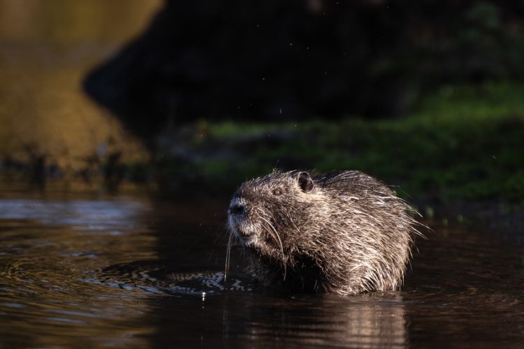 ragondin bruche dilagne nature en ville