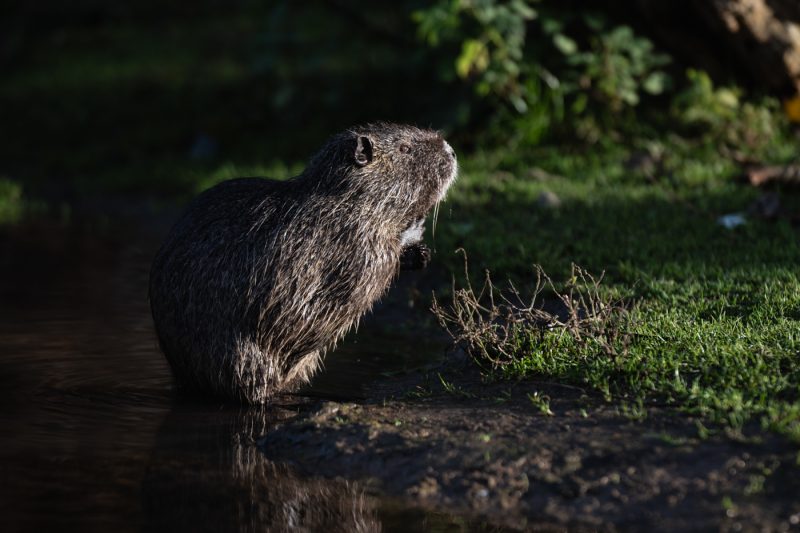 ragondin bruche dilagne nature en ville