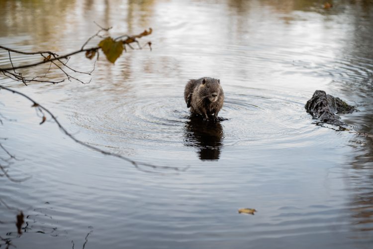 ragondin bruche dilagne nature en ville