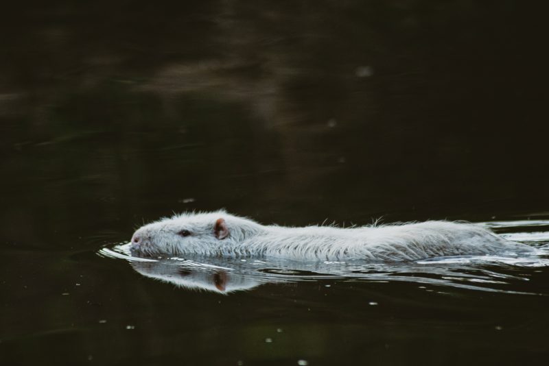 ragondin bruche dilagne nature en ville