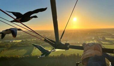 Entre Nantes et Saint-Nazaire, l’homme qui volait en escadrille avec ses oies