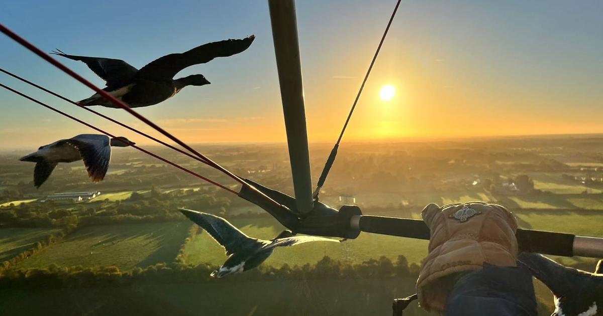 Entre Nantes et Saint-Nazaire, l’homme qui volait en escadrille avec ses oies
