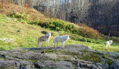 Le nombre de loups en France reste relativement stable en 2025, estimé à 1082
