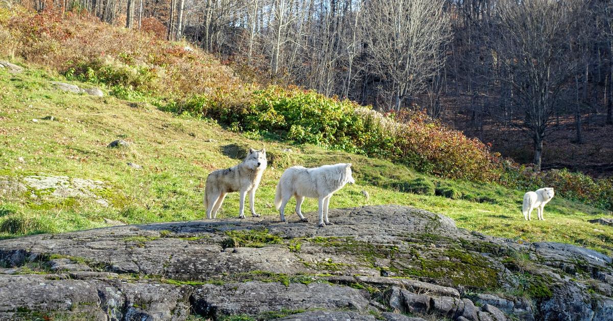 Le nombre de loups en France reste relativement stable en 2025, estimé à 1082