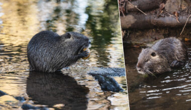 14 photos sur les traces de ce gros rongeur