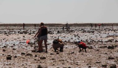 La préfecture de Loire-Atlantique interdit la pêche de coquilles Saint-Jacques en zone nord