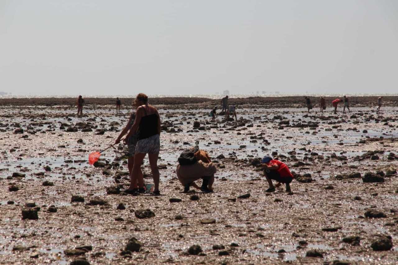 La préfecture de Loire-Atlantique interdit la pêche de coquilles Saint-Jacques en zone nord