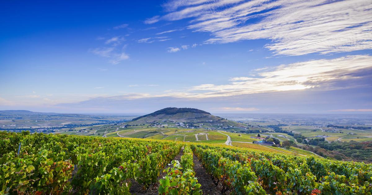les premières dégustations attendues dans la nuit