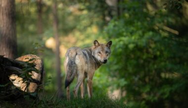 des drones pour traquer les loups tueurs d’enfants dans la ville de Bahraich, minée par la peur