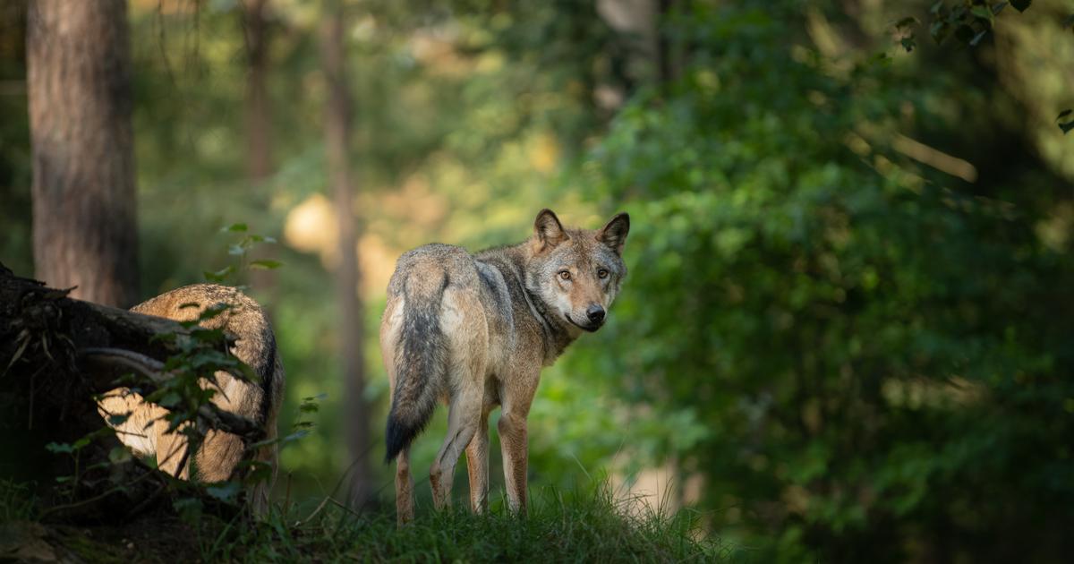 des drones pour traquer les loups tueurs d’enfants dans la ville de Bahraich, minée par la peur