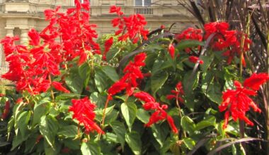 De nouvelles communes d’Ile-de-France labellisées « Villes et Villages Fleuris »