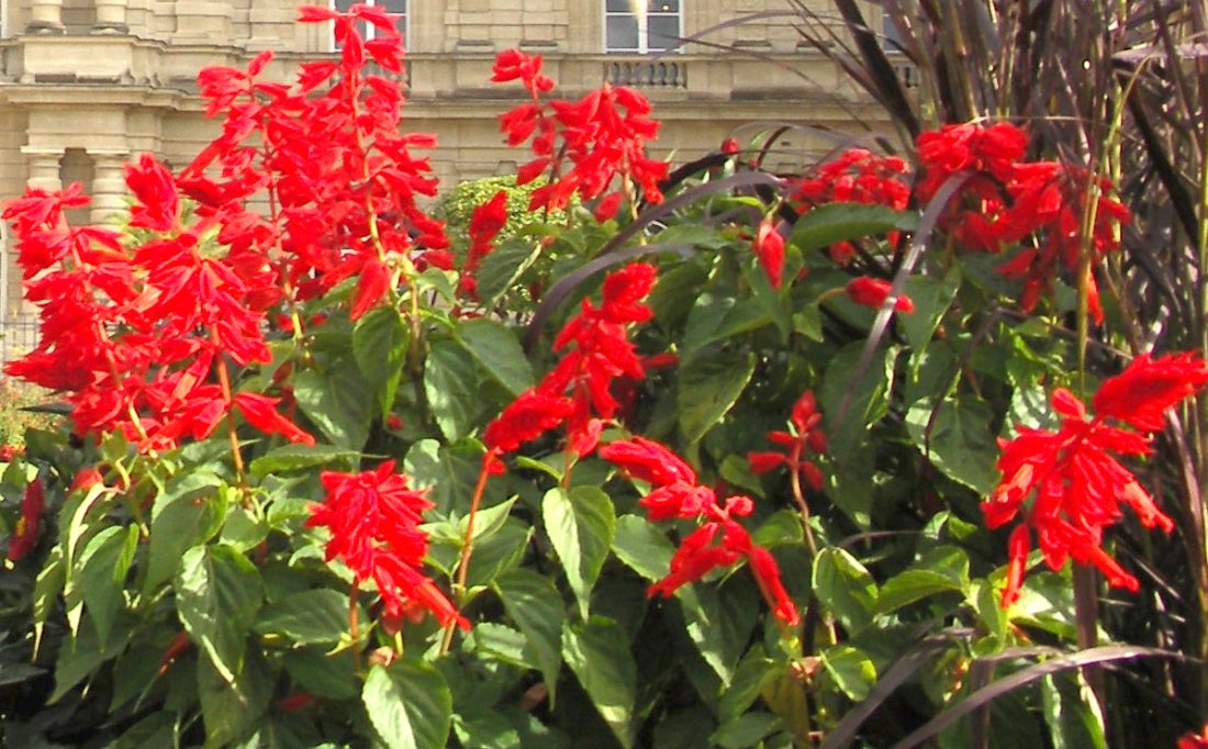 De nouvelles communes d’Ile-de-France labellisées « Villes et Villages Fleuris »
