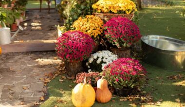 fini les chrysanthèmes, cette plante colorée star de l’automne tient tout l’hiver