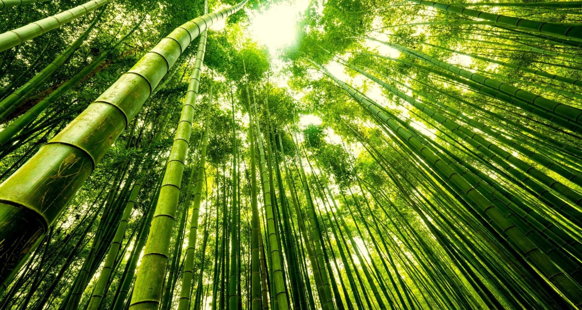 cette plante emblématique pourrait nous sauver d'un fléau qui nous menace tous