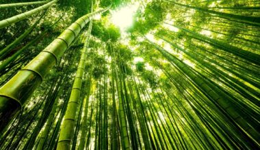 cette plante emblématique pourrait nous sauver d'un fléau qui nous menace tous