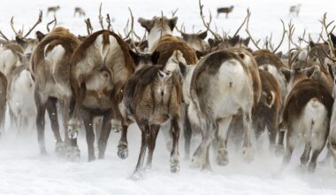 en Norvège, la fonte des glaces révèle un piège exceptionnel vieux de 1 500 ans