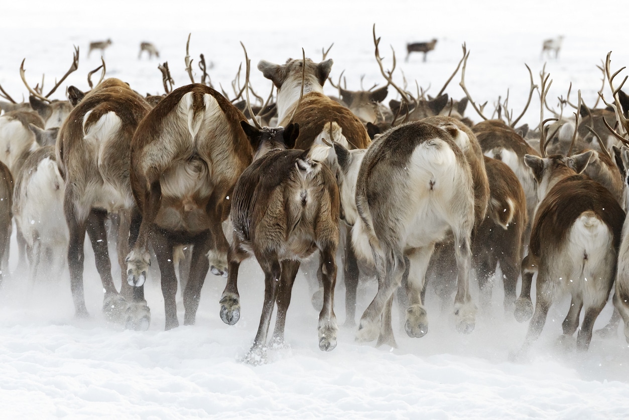 en Norvège, la fonte des glaces révèle un piège exceptionnel vieux de 1 500 ans